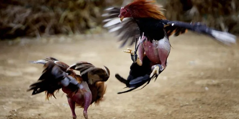 Kinh nghiệm đặt cược đá gà Thomo cựa Dao