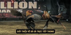Đá Gà Thomo Cựa Dao – Đối Kháng Đỉnh Cao Mang Tính Sát Phạt 