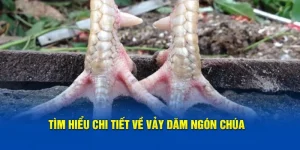 Vảy Dặm Ngón Chúa – Bí Quyết Chọn Gà Chọi Đỉnh Cao Cho Dân Sành Gà